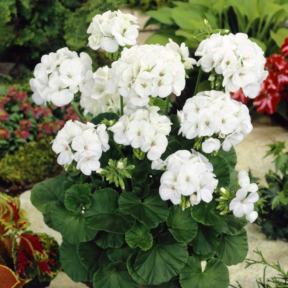 Geranio Pinto Premium White Semilla F1