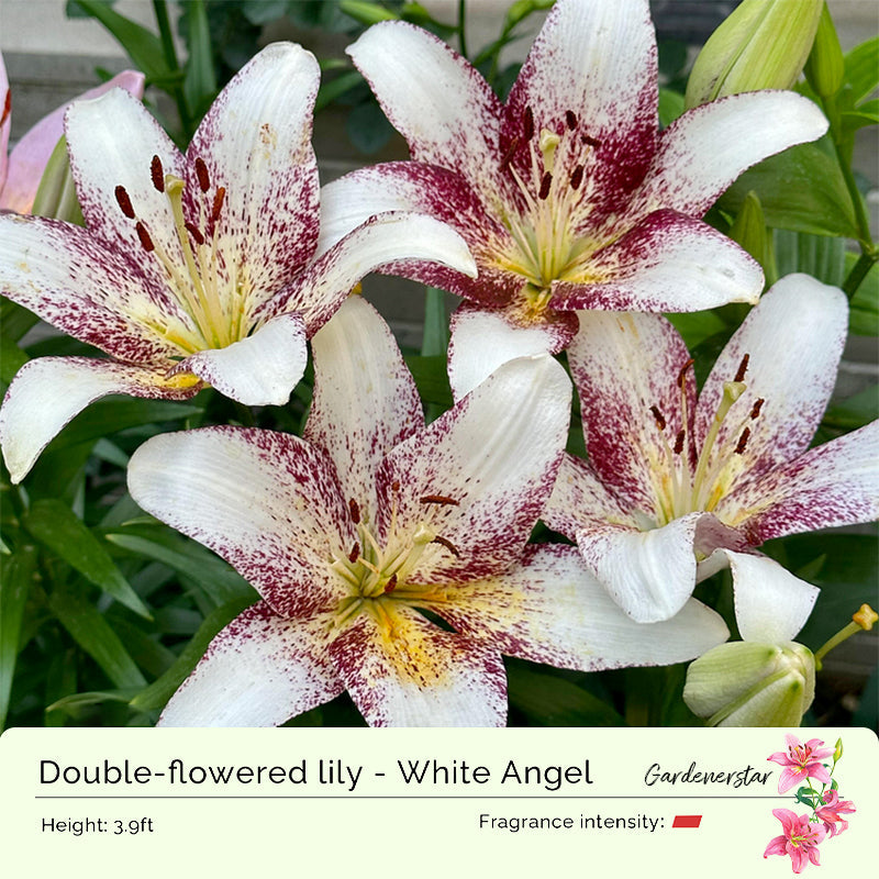 Lily Bulbs
