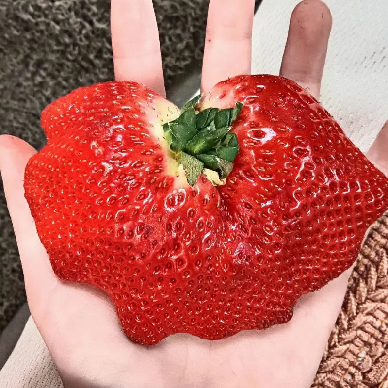 🍓Semillas de fresa súper gigantes