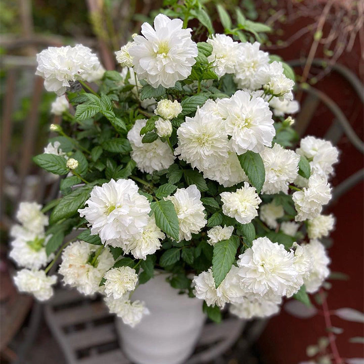 Semillas de Rosa Blanc Double de Coubert