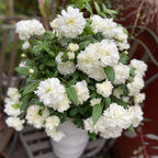 Semillas de Rosa Blanc Double de Coubert