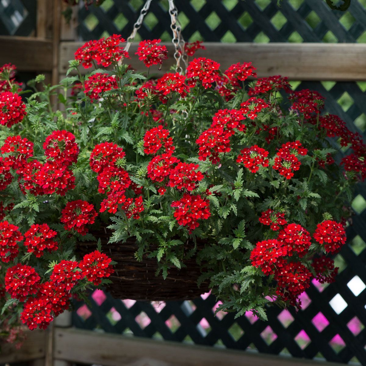💐Semillas de Verbena de Jardín
