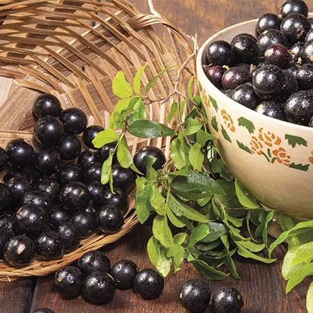Jabuticaba-Plinia cauliflora-Semillas de uva de árbol