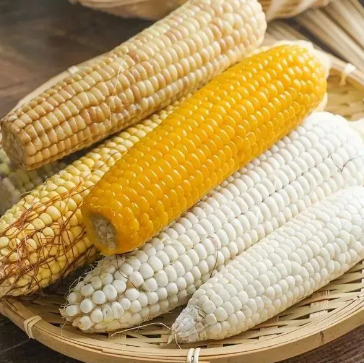 Semillas de maíz de caramelo de leche