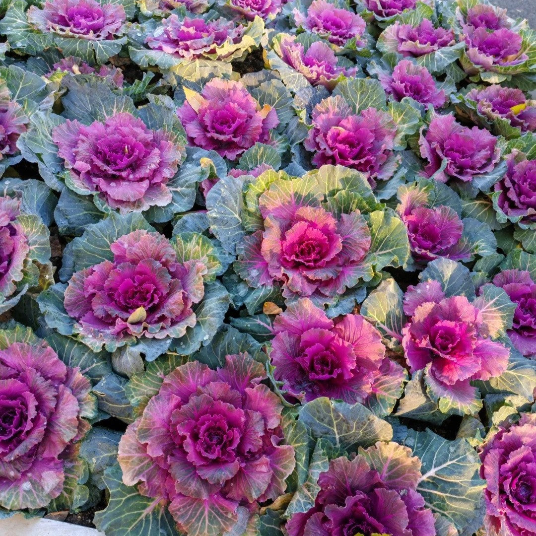 🌈Colorful Kale Seeds