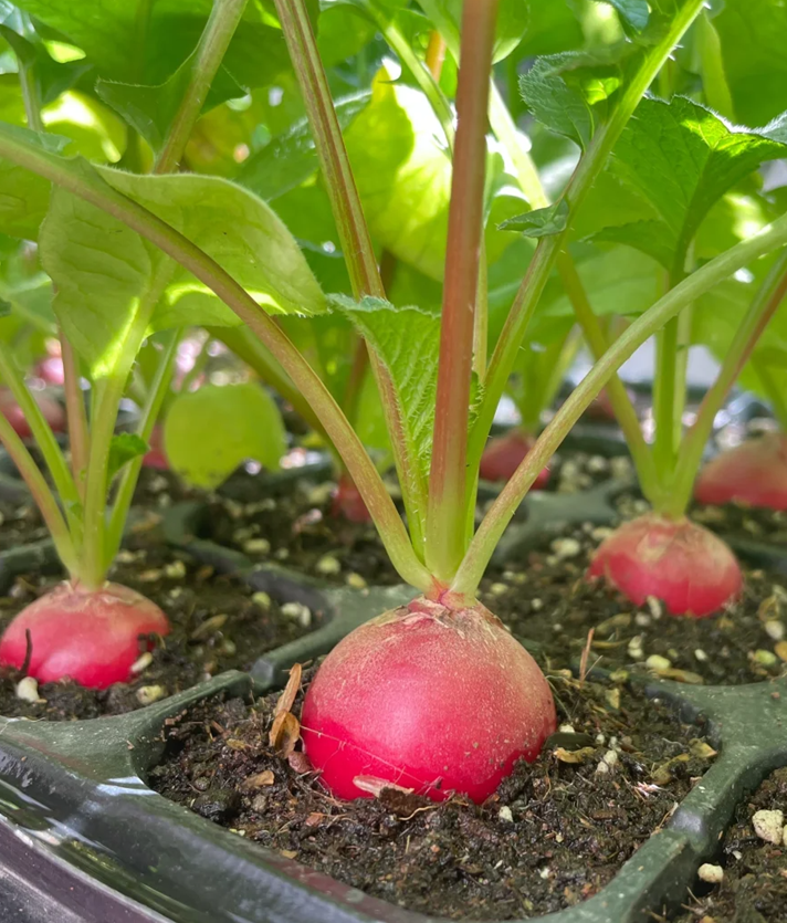 Semillas de rábano de cereza