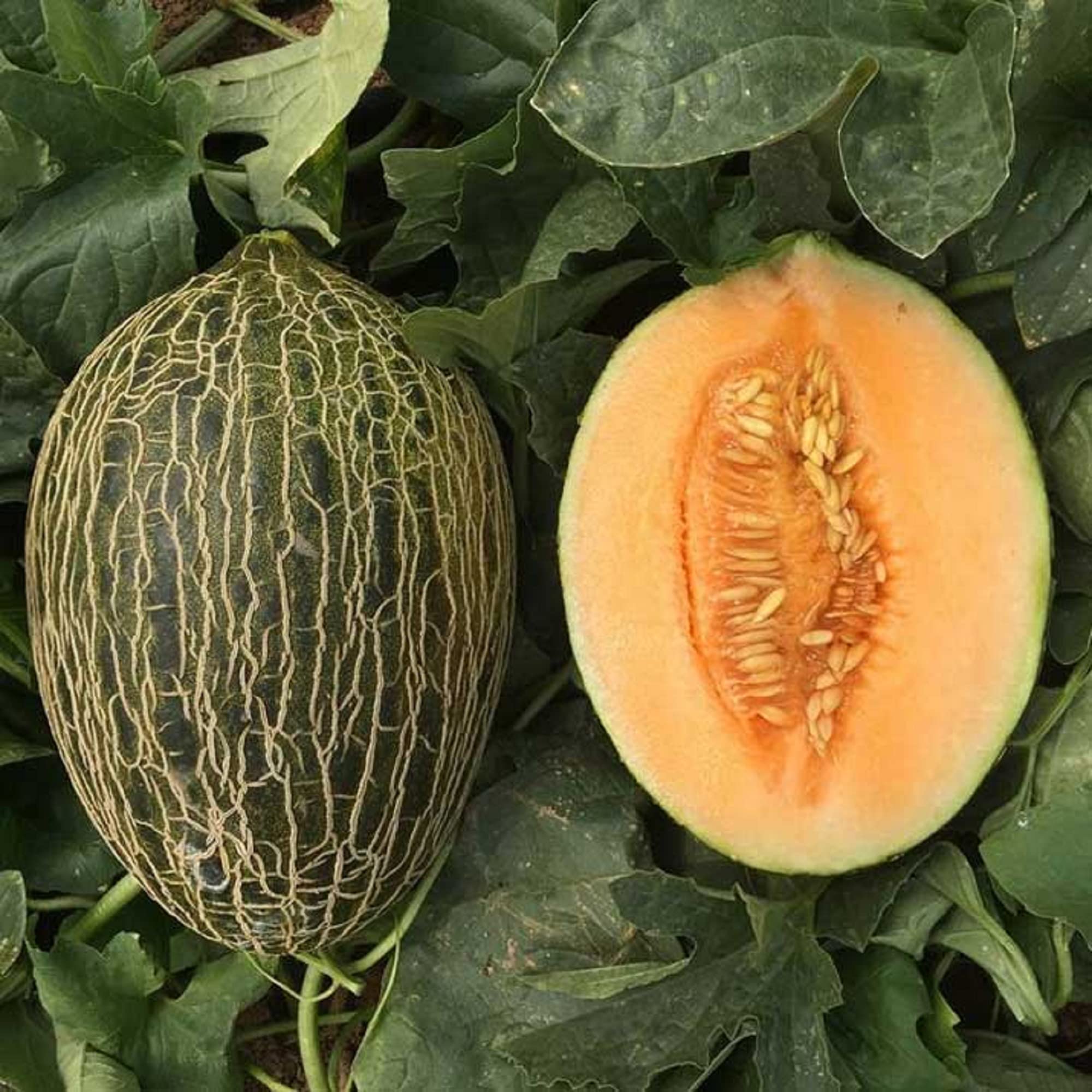Melón Piel de Sapo
