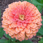 Pedir 50 semillas de Zinnia "Lovely Giant Salmon Rose"