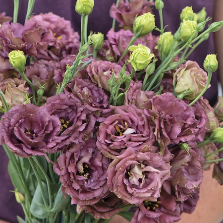 Semillas de Eustoma Russellianum