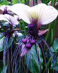 Semillas de flor de murciélago blanca exótica rara | Tacca Integrifolia