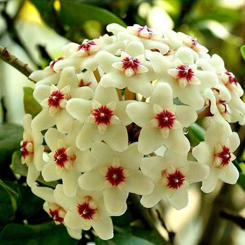 Egrow 20 unidades/paquete de semillas de Hoya, semillas en maceta, semillas de flores de Hoya Carnosa, plantas de jardín