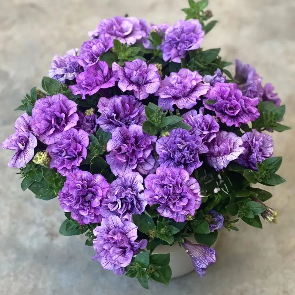 🌸Rare Double Petunia Seeds