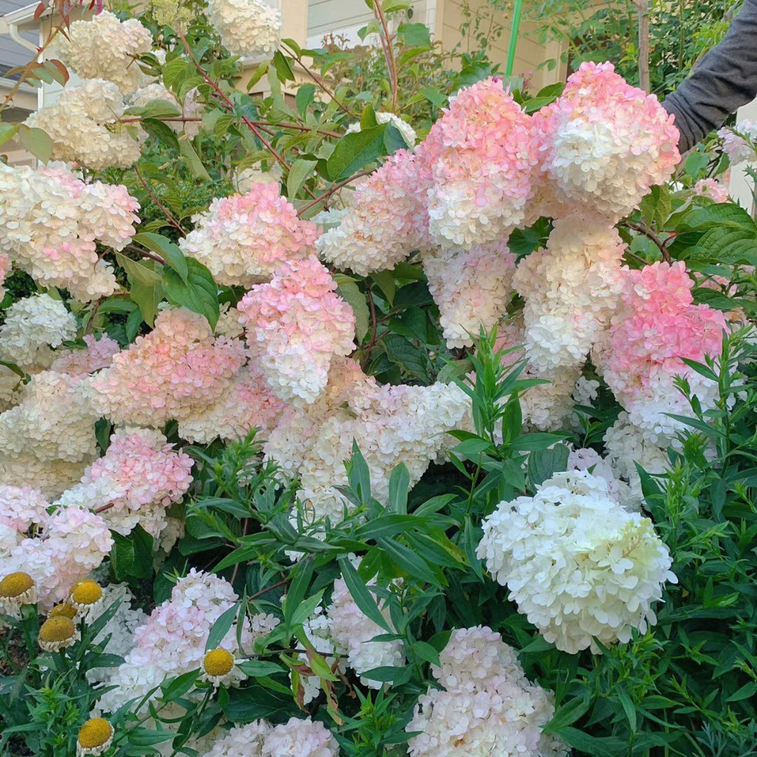 Semillas de flores de hortensia paniculata 💞 Semillas de flores para jardín en casa