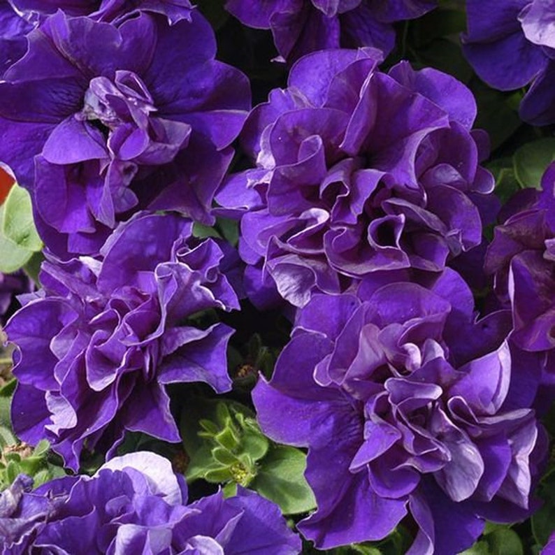 Semillas de Petunia Doble Cascada Duo Azul F1 - Petunia x hybrida