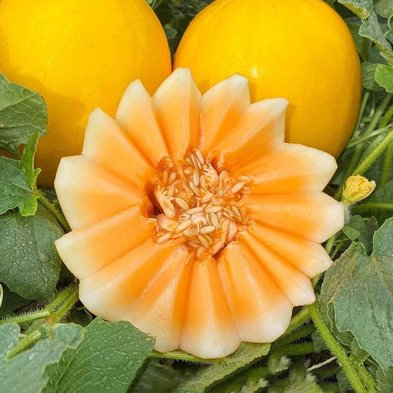 🍈Melón de miel del Río Amarillo