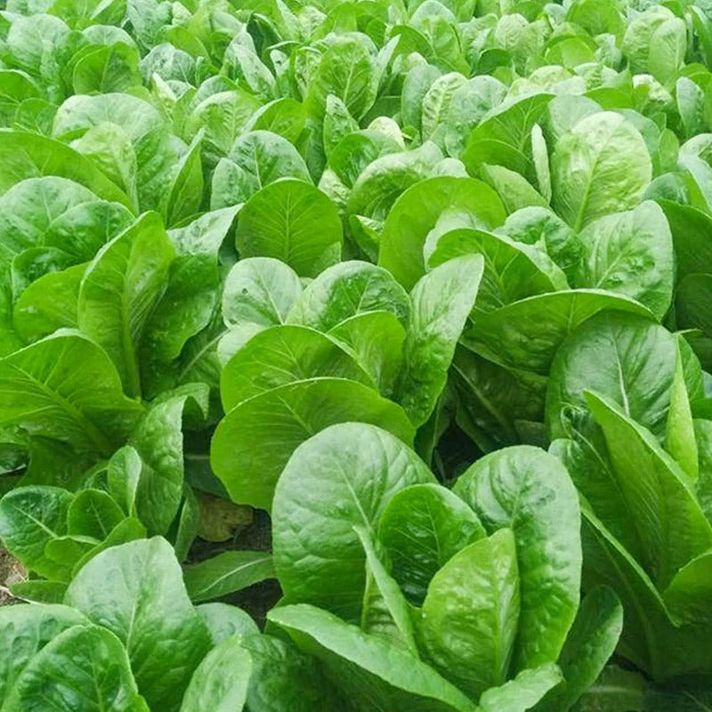 Semillas de vegetales Pavo Real de Verano