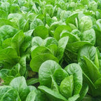 Semillas de vegetales Pavo Real de Verano