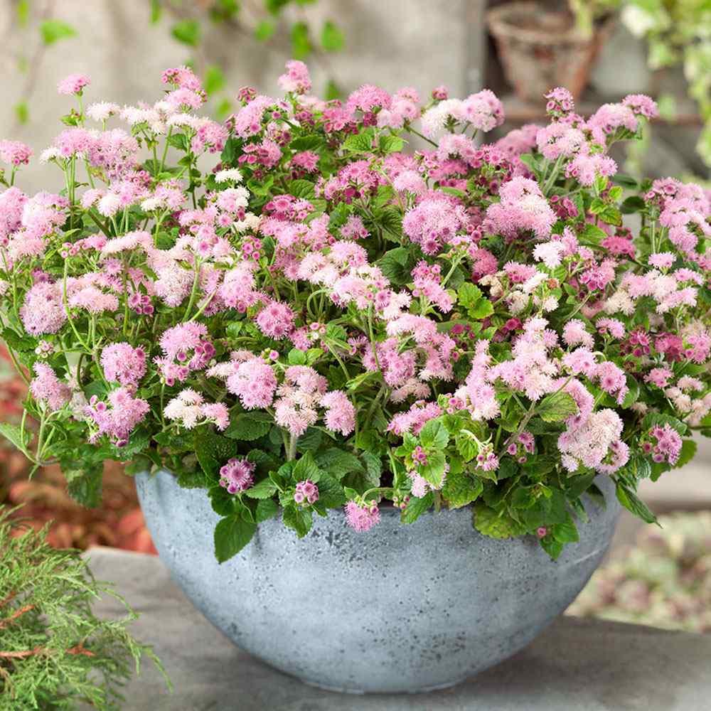 Ageratum Seeds—Heirloom Seed