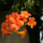 Bignonia roja