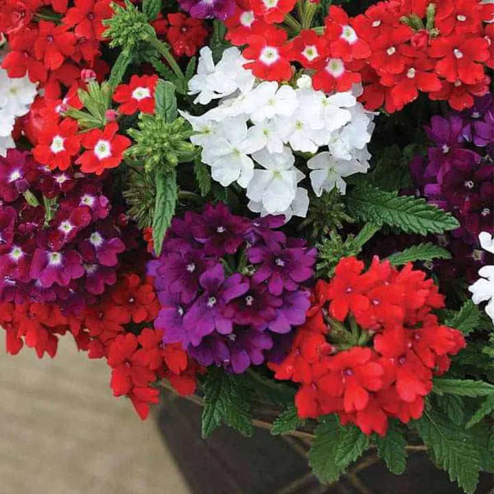 Verbena Cuarzo de Colores Mezclados - Semillas de Flores