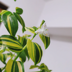 💐Pintura al óleo Orquídea de boda - El judío errante