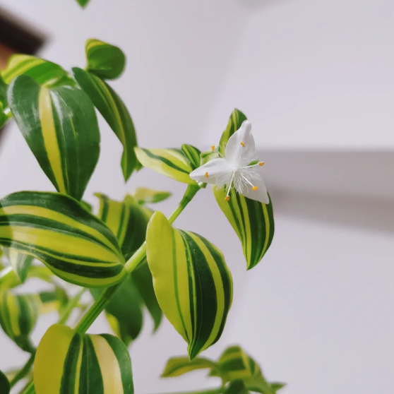 💐Pintura al óleo Orquídea de boda - El judío errante
