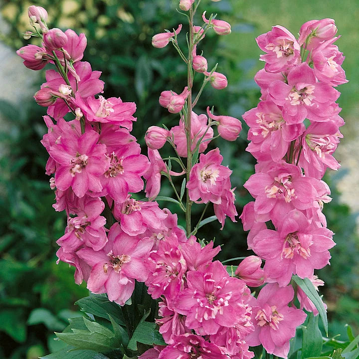🌼Semillas de Delphinium de Flores Grandes