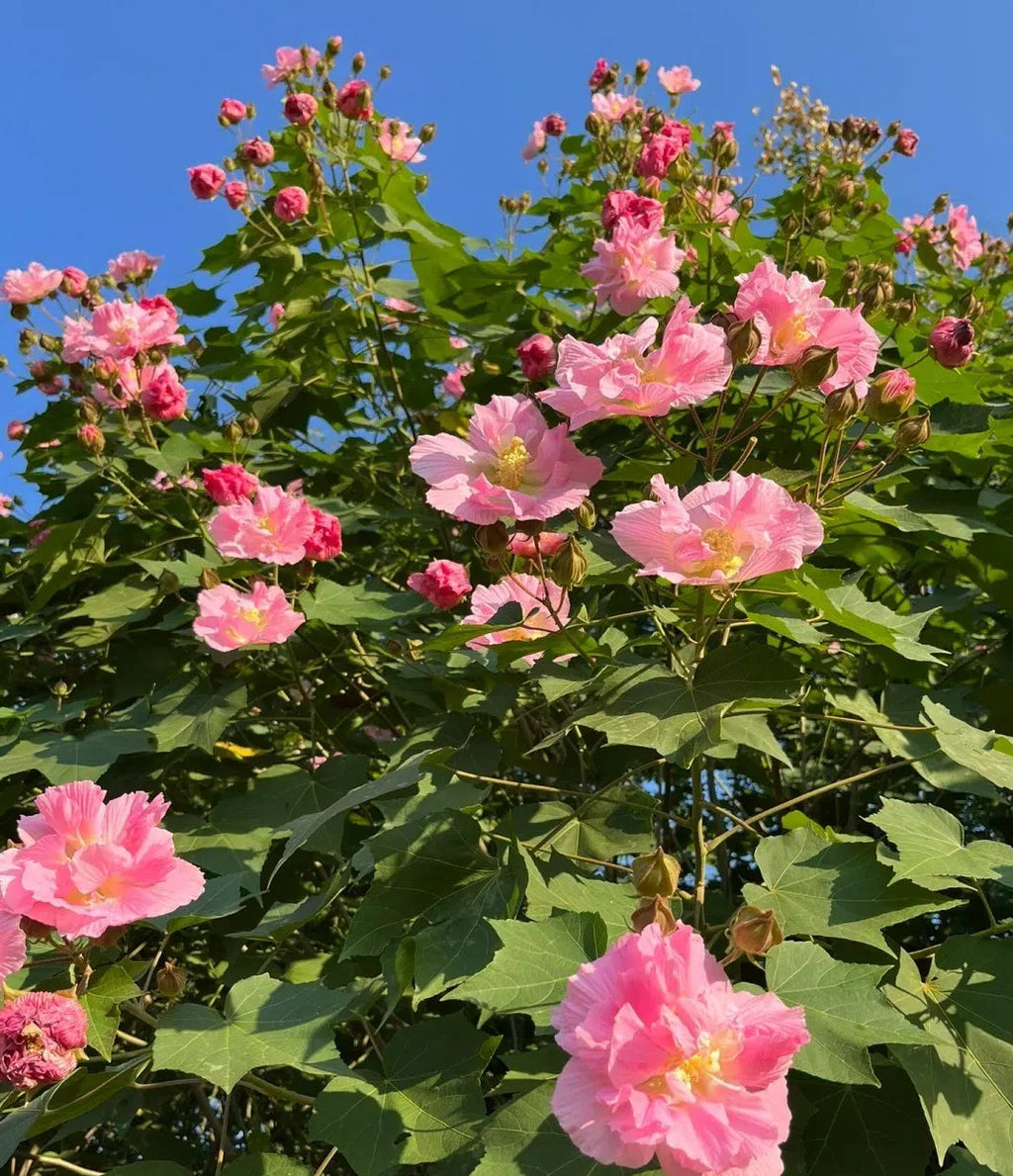 🌸Hibisco Borracho - Cambia de Color Tres Veces al Día