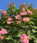🌸Hibisco Borracho - Cambia de Color Tres Veces al Día