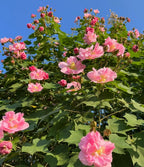 🌸Hibisco Borracho - Cambia de Color Tres Veces al Día