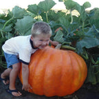Semillas de calabaza raras y exóticas
