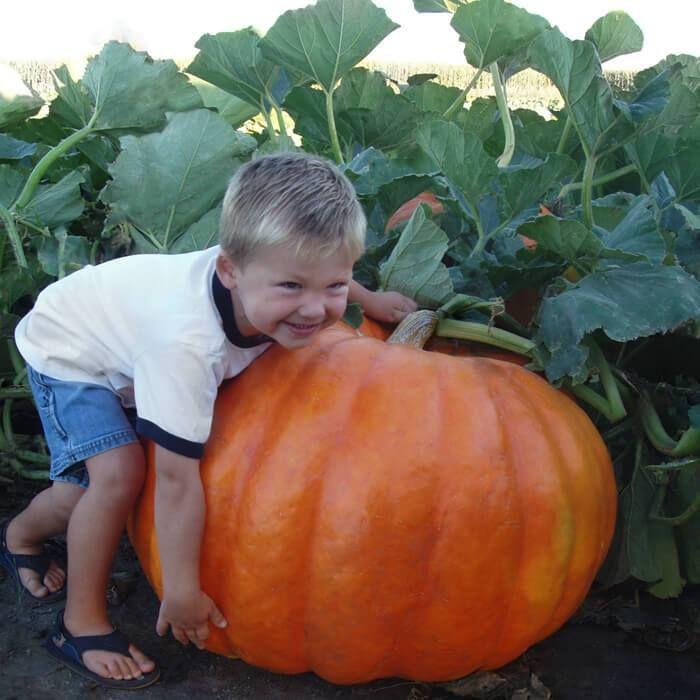 Semillas de calabaza raras y exóticas