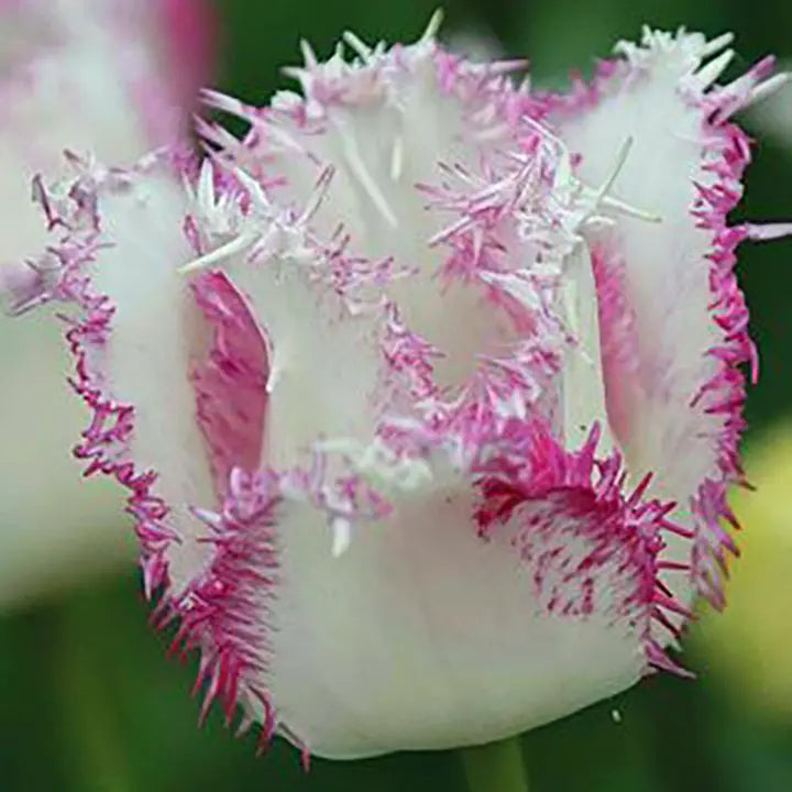 Semillas de tulipán Bonsái de color raro - Rosa
