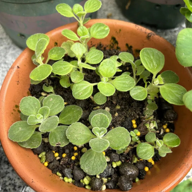 Semillas de pachulí, planta mágica que huele bien al tocarla