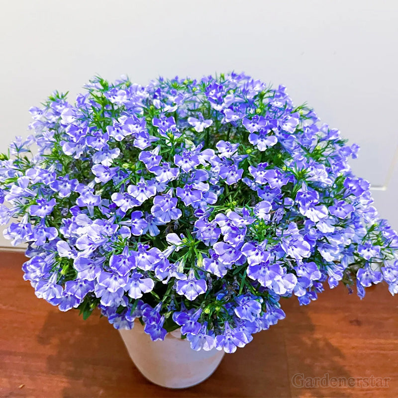 🌈Planta Tapizante Óptima✨Semillas de Lobelia Erinus Rastrera