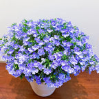 🌈Planta Tapizante Óptima✨Semillas de Lobelia Erinus Rastrera