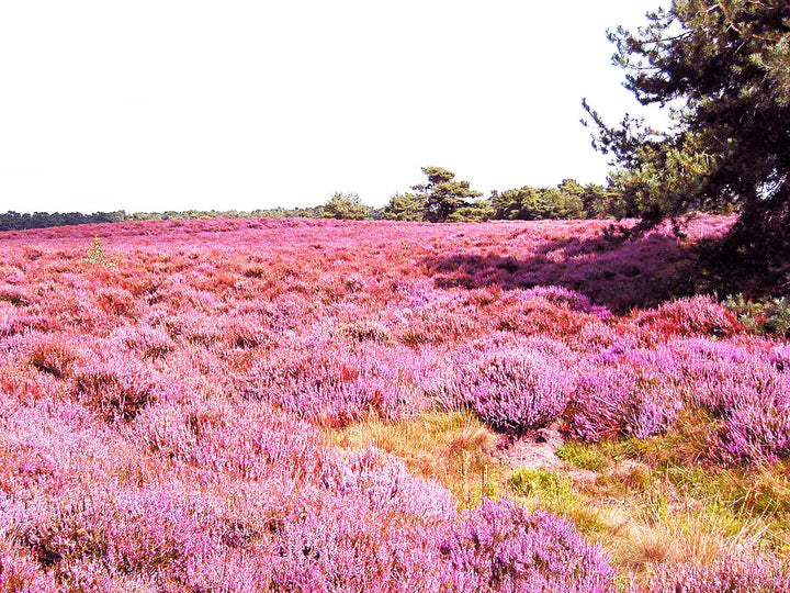 Brezo morado-callun