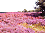 Brezo morado-callun