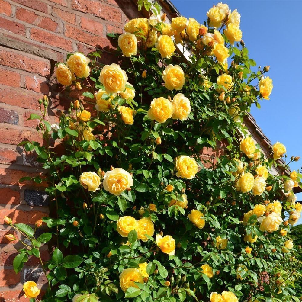 Promoción de primavera 49% DE DESCUENTO - 🌱Semillas de rosal trepador
