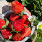 Strawberry Cream Seeds