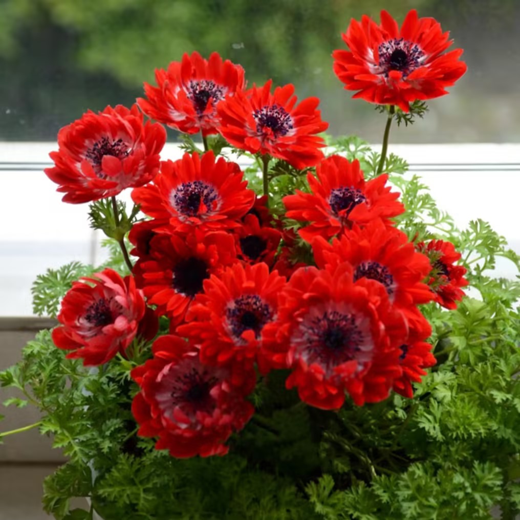 Anemone Seeds