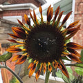 Semillas de girasol Tiger