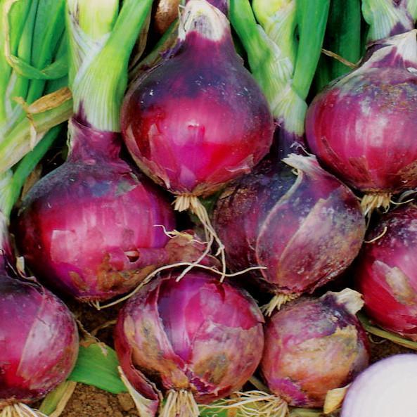 Semillas de cebolla morada de frutas y verduras