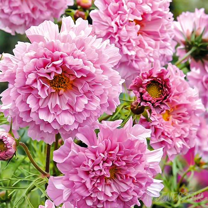 🌸Semillas de Cosmos Doble-Flor de la Felicidad