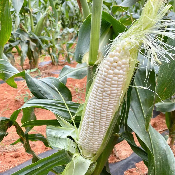 Gem Corn Seeds for Home Vegetable Gardens