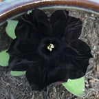 Semillas de petunia Black Velvet