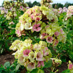 Phlox Beauty Colores Mixtos - Semillas de Flores