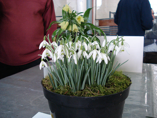 Snowdrop Flower Seeds,50pcs/pack