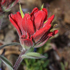 Semillas de flores de Pincel Indio Rojo Castilleja Indivisa