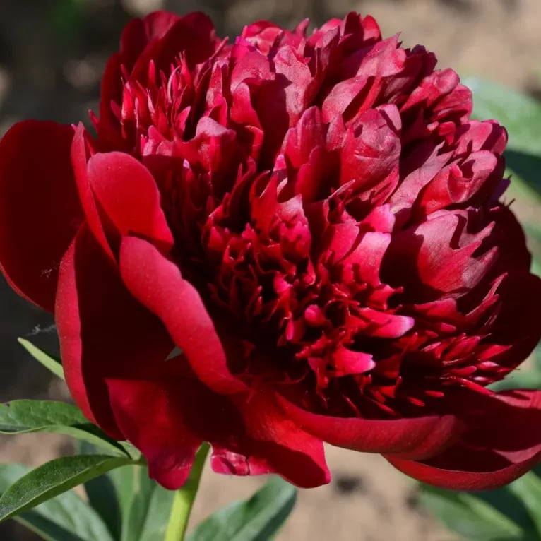 🔥ÚLTIMO DÍA 45% DE DESCUENTO🌺LA REINA DE LAS FLORES—PEONÍAS DE PÉTALOS DOBLES